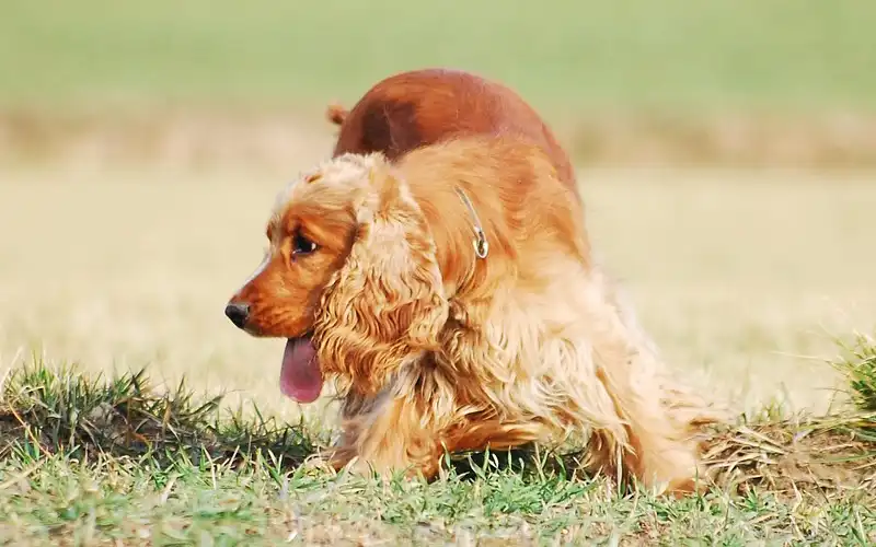 Reiki Energy Healing for Dogs | GiGisHealing.com