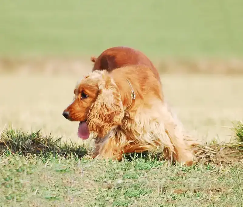 aromatherapy for dogs