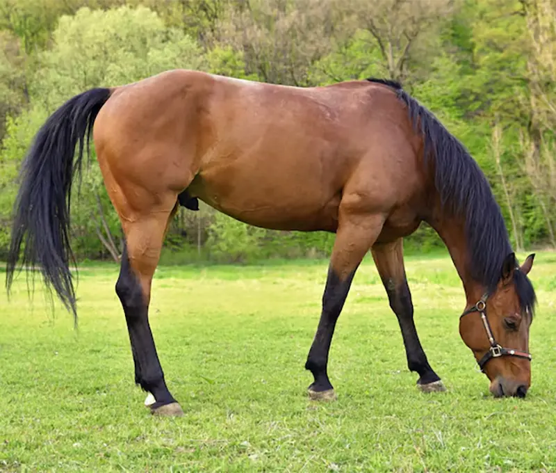 aromatherapy for horses